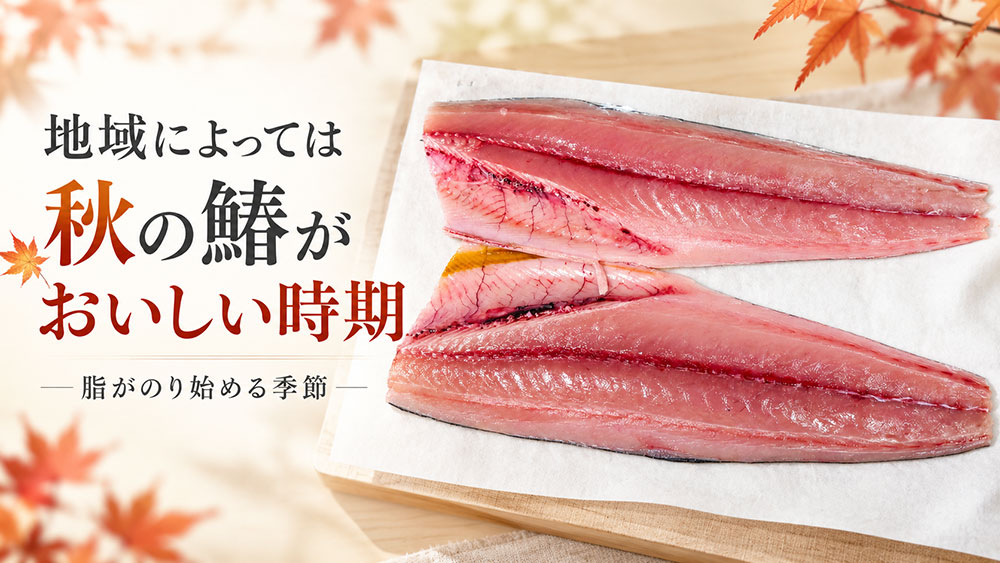 秋の鰆｜地域によっては脂がのり始める旬の時期