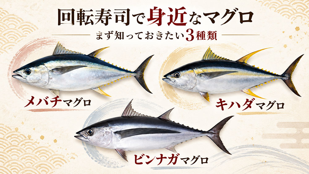 メバチ・キハダ・ビンナガは回転寿司で身近なマグロ