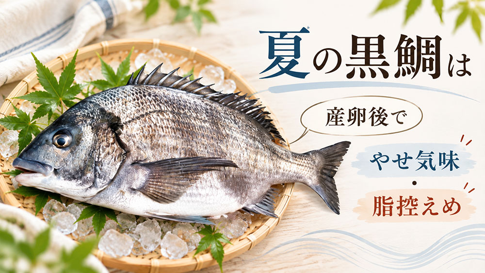 夏の黒鯛が「まずい」と言われるのはなぜ？