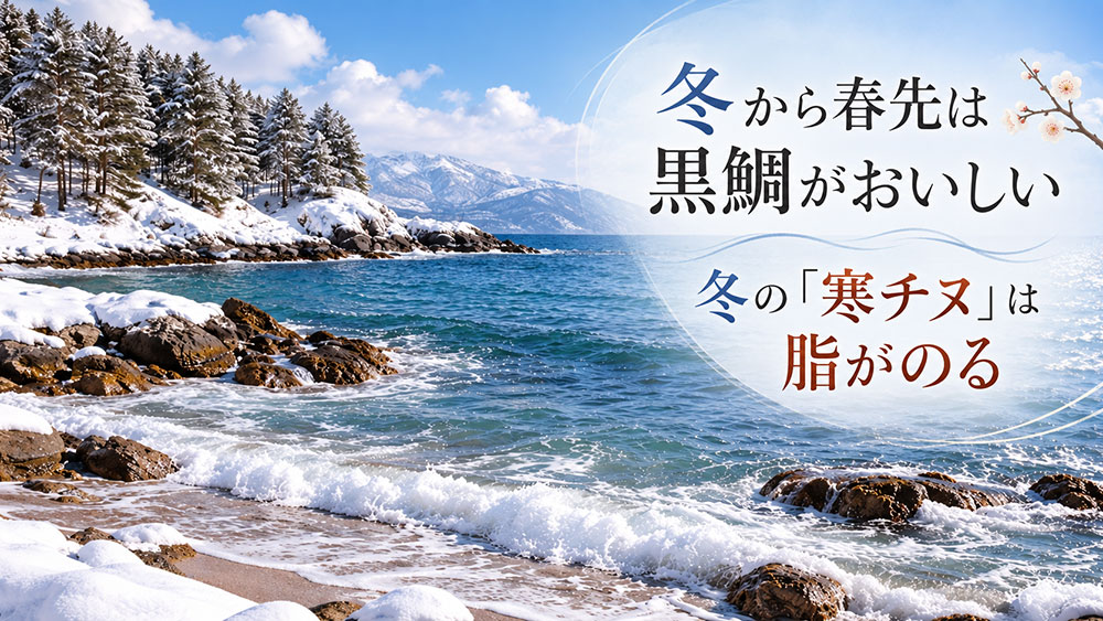 冬から春先は脂がのった黒鯛を楽しみやすい