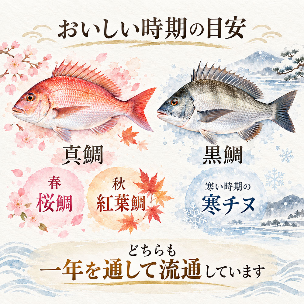 真鯛と黒鯛の旬はいつ？おいしい時期の目安