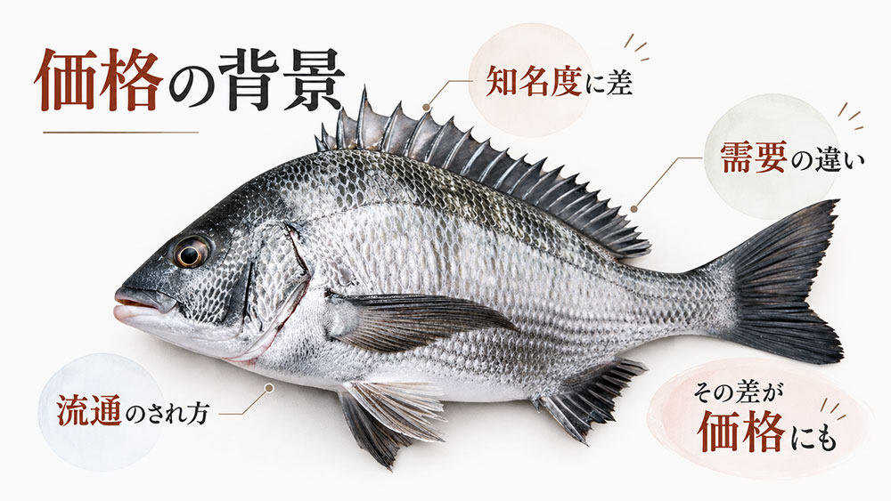 黒鯛が比較的手頃な価格で並ぶことがあるのはなぜ？
