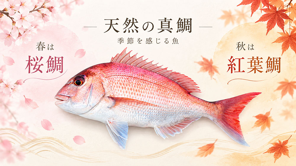 真鯛は春の「桜鯛」と秋の「紅葉鯛」がよく知られる