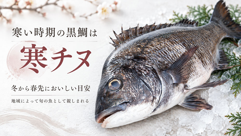 黒鯛は冬から春先の「寒チヌ」が味わいのよい時期として知られる