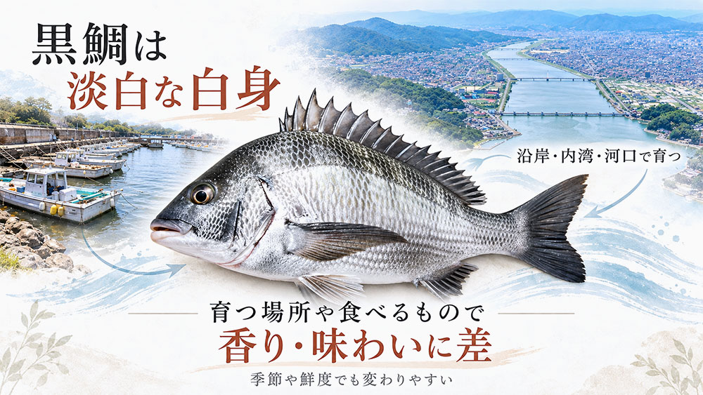 黒鯛は淡白な白身で、季節や生息環境によって香りに差が出やすい