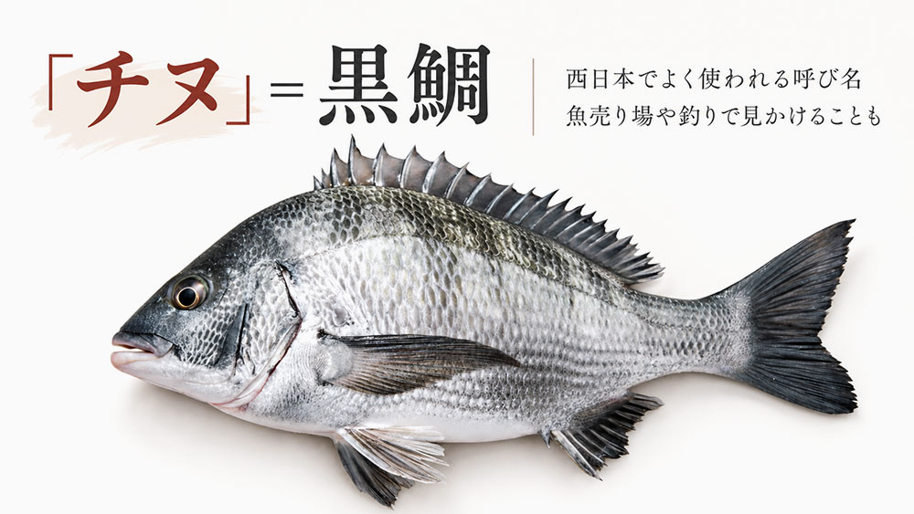 黒鯛は「チヌ」とも呼ばれる