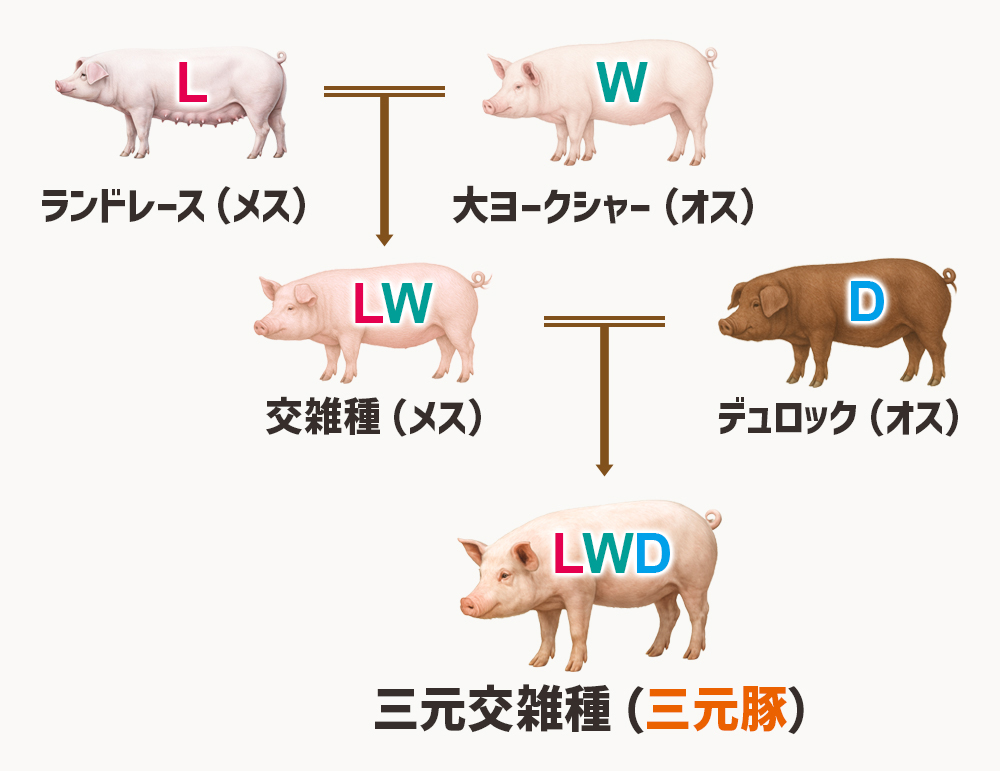 3つの品種は一度に掛け合わせない？三元交配の仕組み