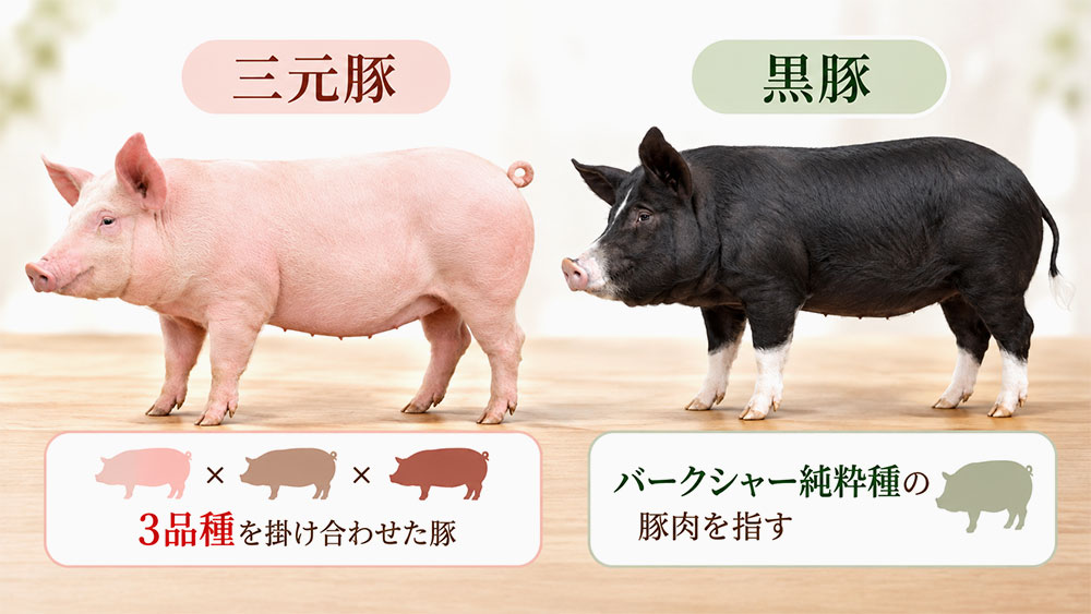 三元豚と黒豚は何が違う？