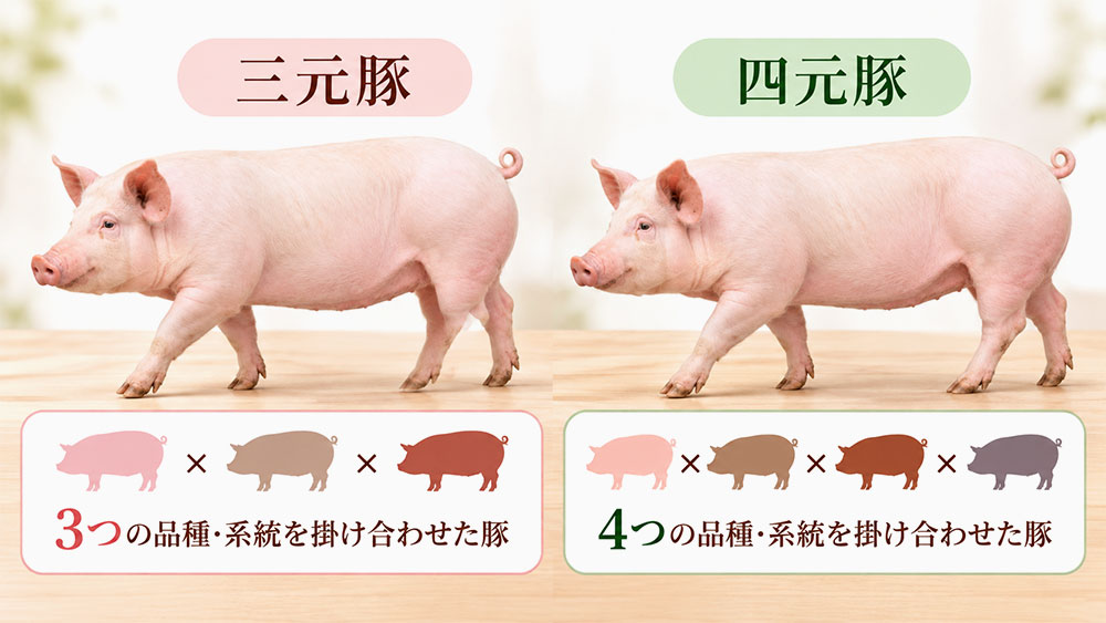 三元豚と四元豚はどう違う？