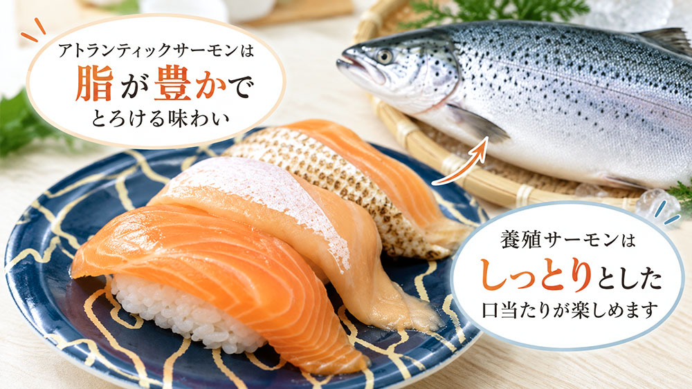 とろける脂と食べやすさが人気！養殖サーモンが選ばれる理由