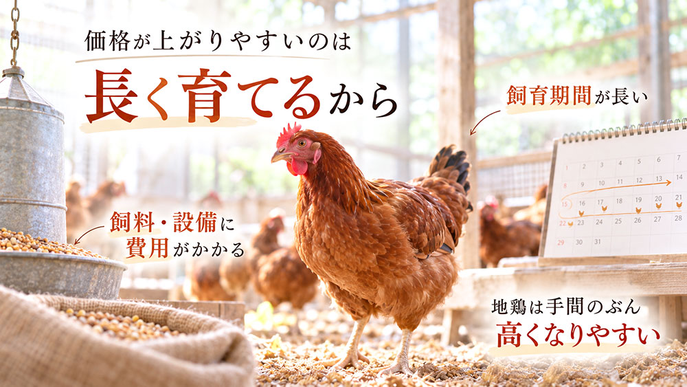 地鶏はなぜ高い？飼育に手間と時間がかかる理由