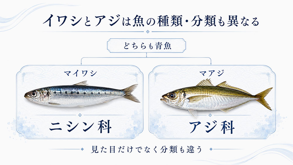 イワシとアジは魚の種類・分類も異なる