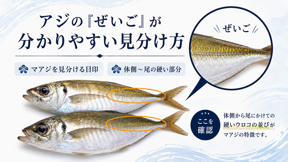 アジの「ぜいご」が分かりやすい見分け方