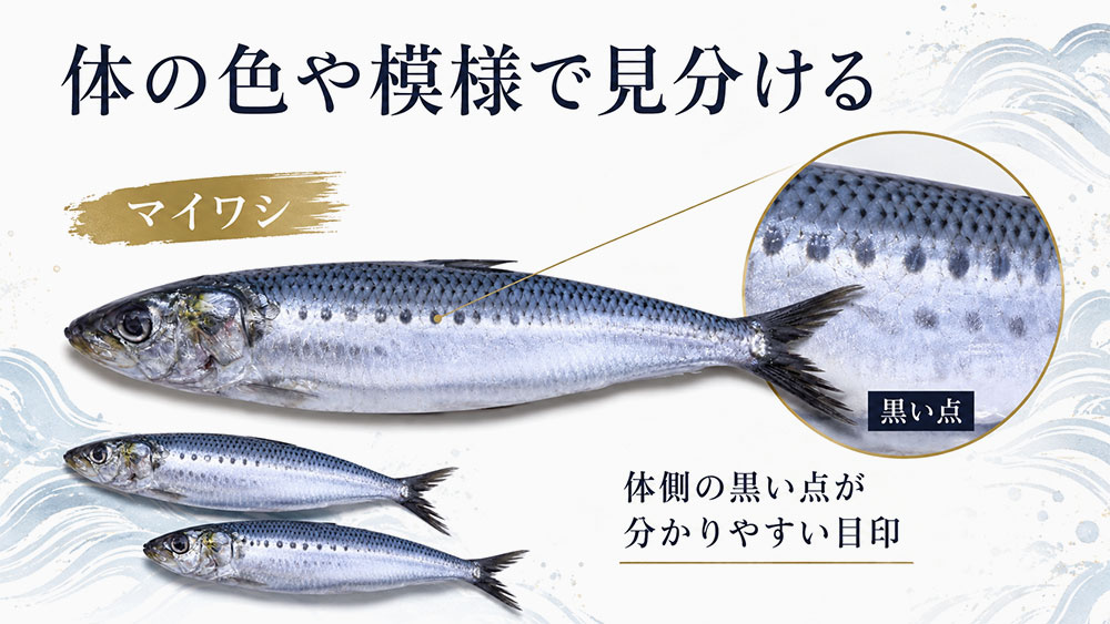 体の色や模様で見分ける