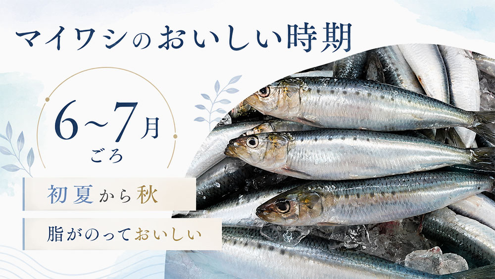 マイワシのおいしい時期