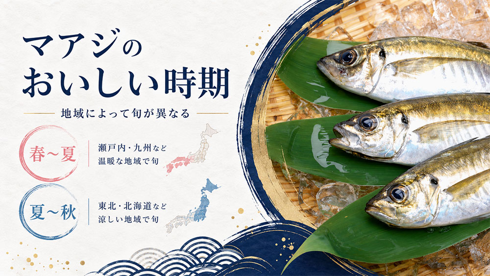 マアジのおいしい時期