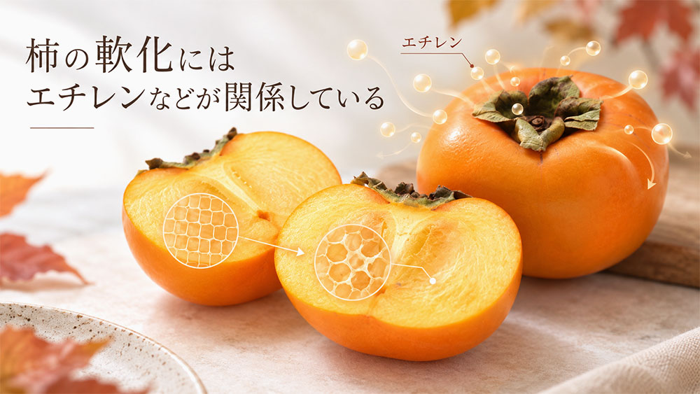 柿の軟化にはエチレンなどが関係している
