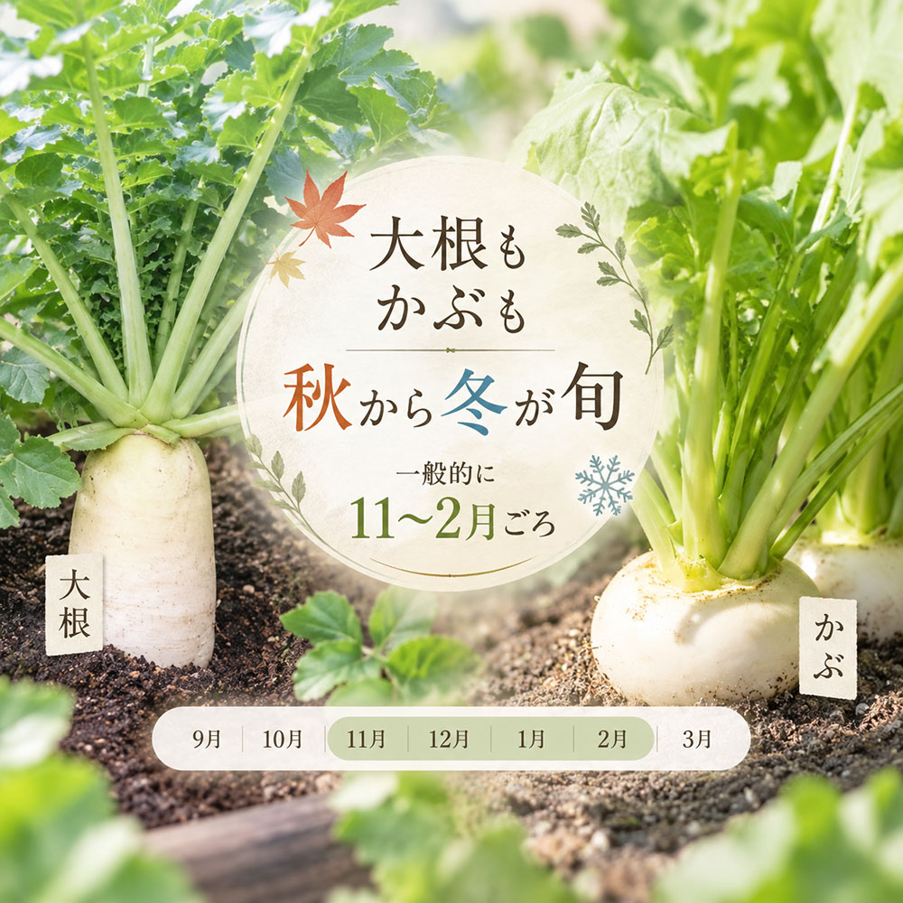 旬にも違いがある｜大根とかぶがおいしい時期