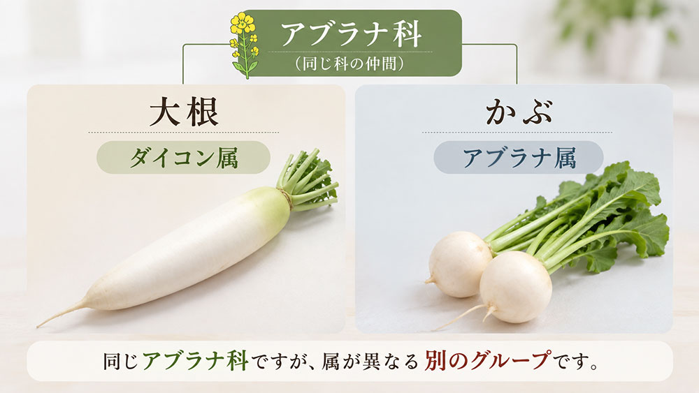 どちらもアブラナ科でも植物としては別の仲間
