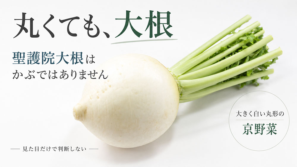 丸くても大根？聖護院大根と聖護院かぶの違い