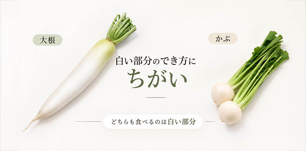 白い部分はどこが太ったもの？大根とかぶの成り立ちをやさしく整理