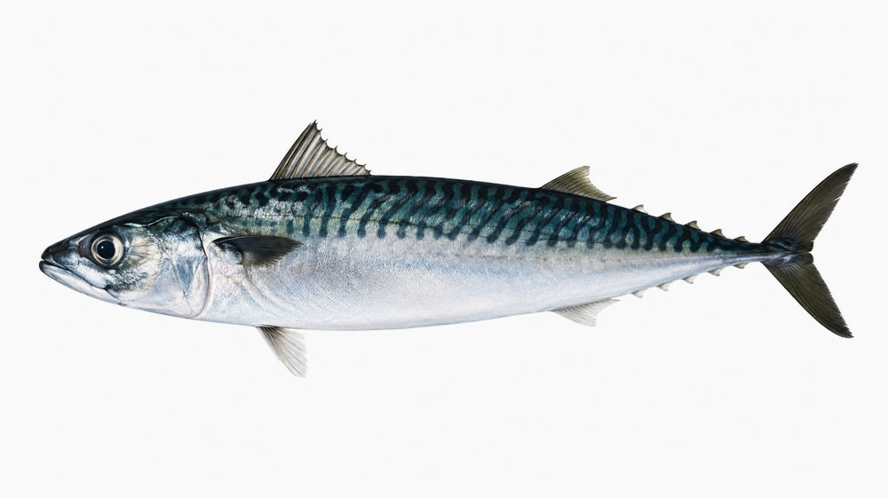 ノルウェーサバ(大西洋鯖)は秋に漁獲され通年流通しやすい
