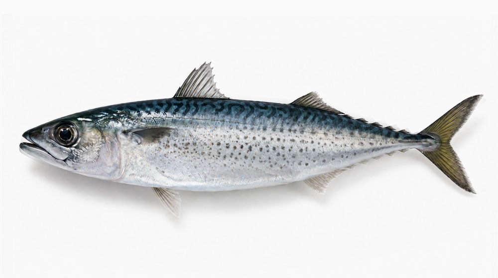 ゴマサバは夏に食べやすいサバ