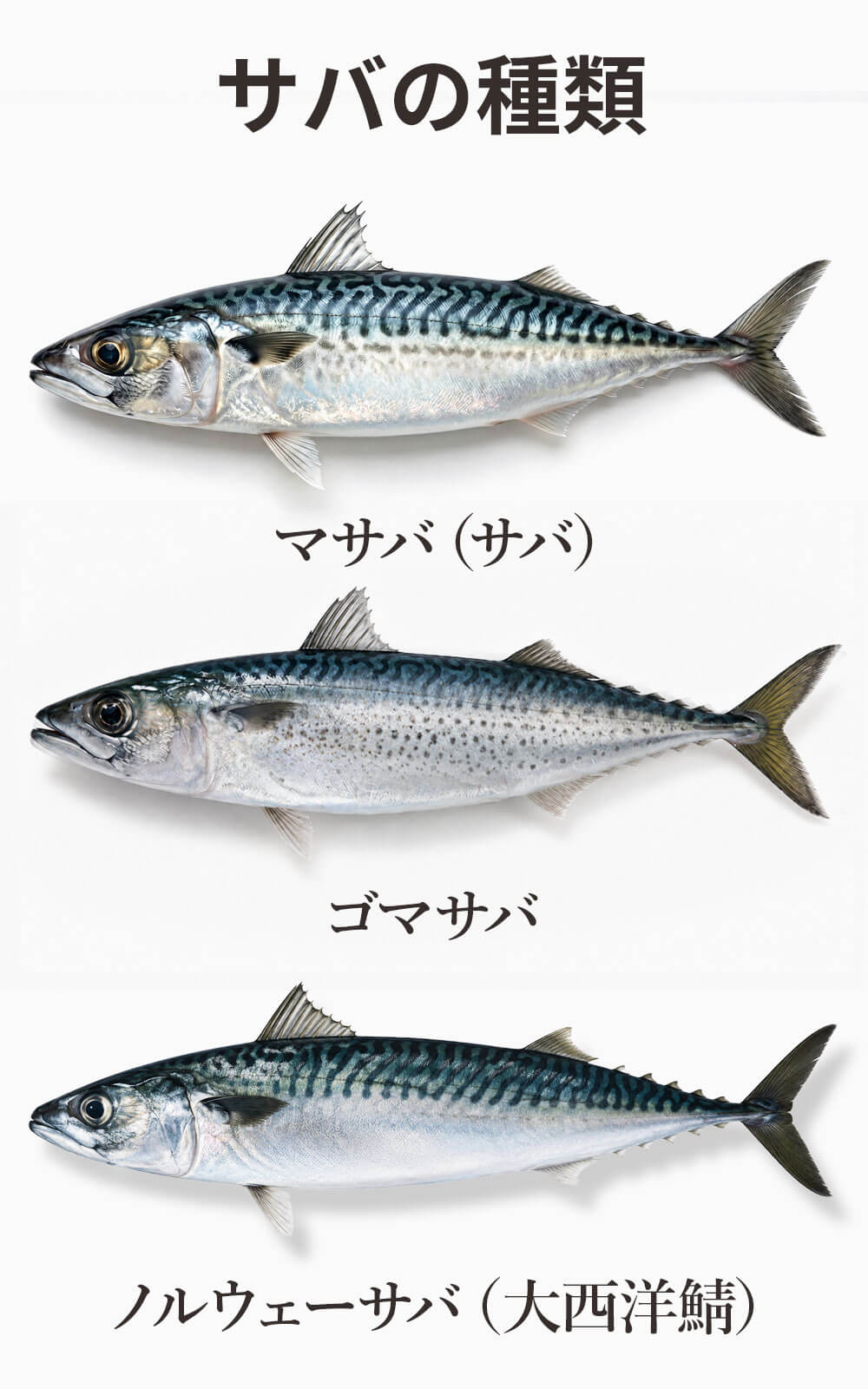 サバの種類