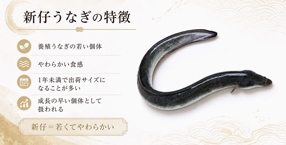 新仔うなぎとは若くてやわらかいうなぎのこと