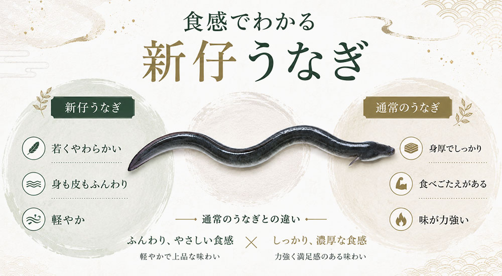 通常のうなぎとの食感の違い