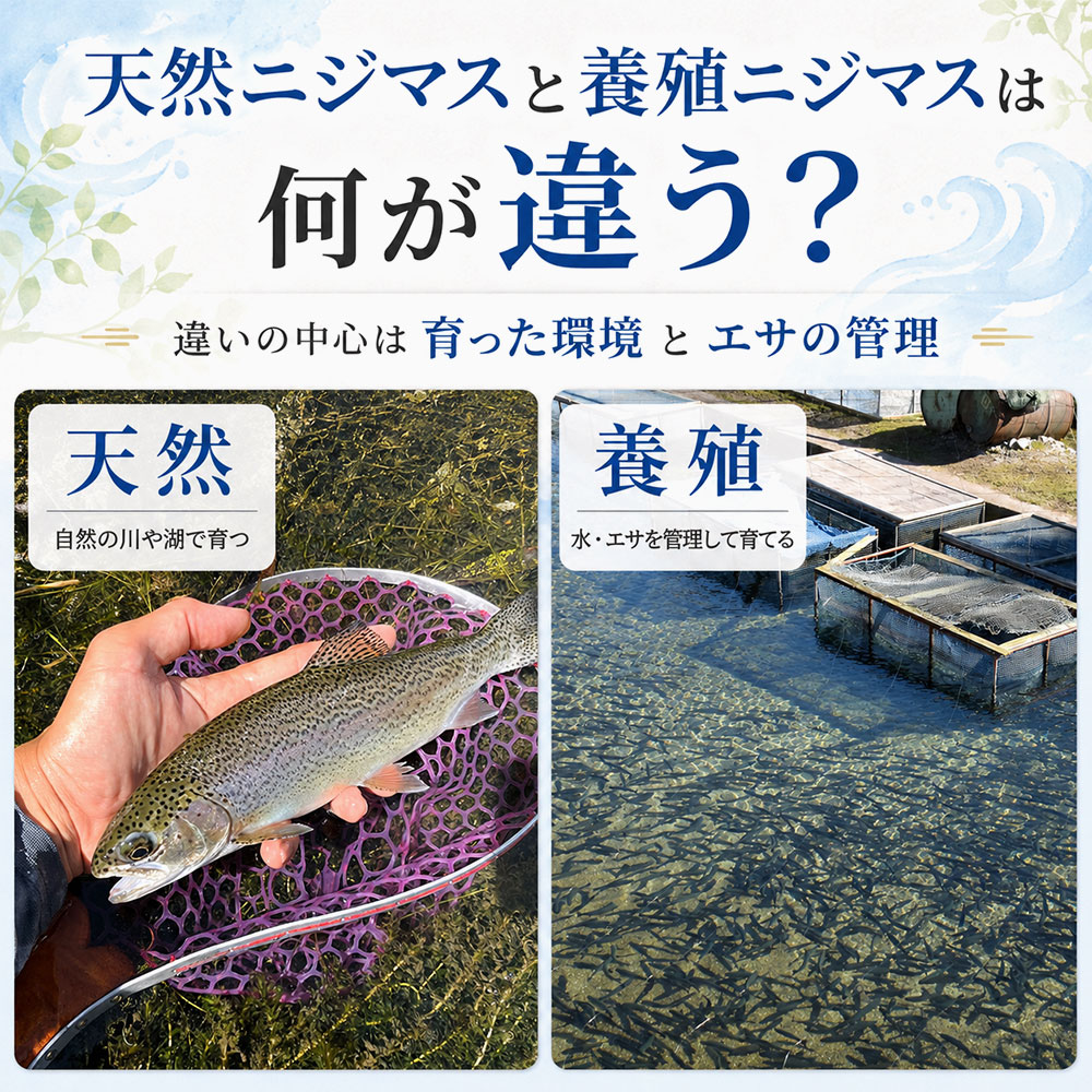 天然ニジマスと養殖ニジマスは何が違う？