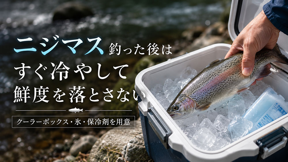 釣った後はすぐ冷やして鮮度を落とさない