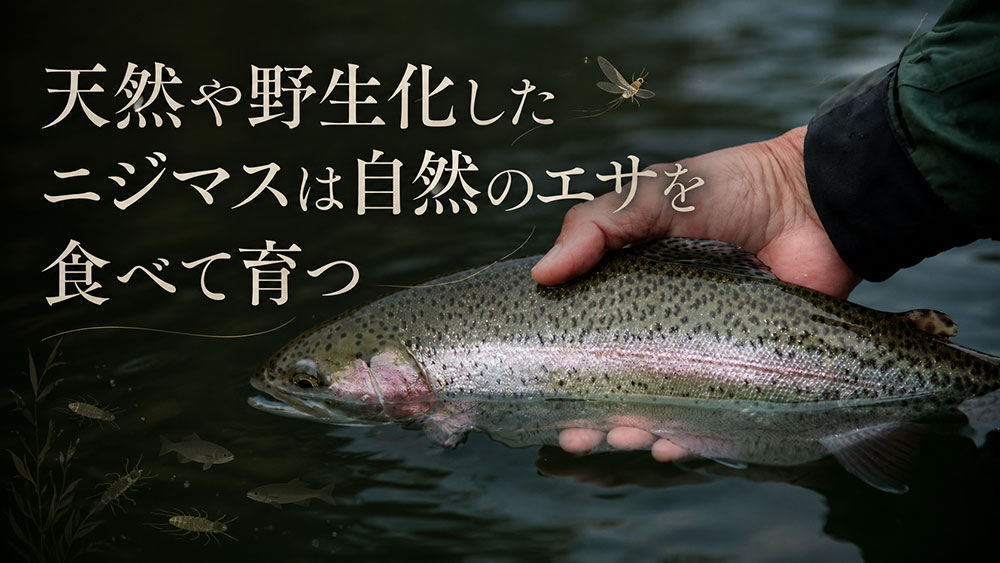 天然や野生化したニジマスは自然のエサを食べて育つ