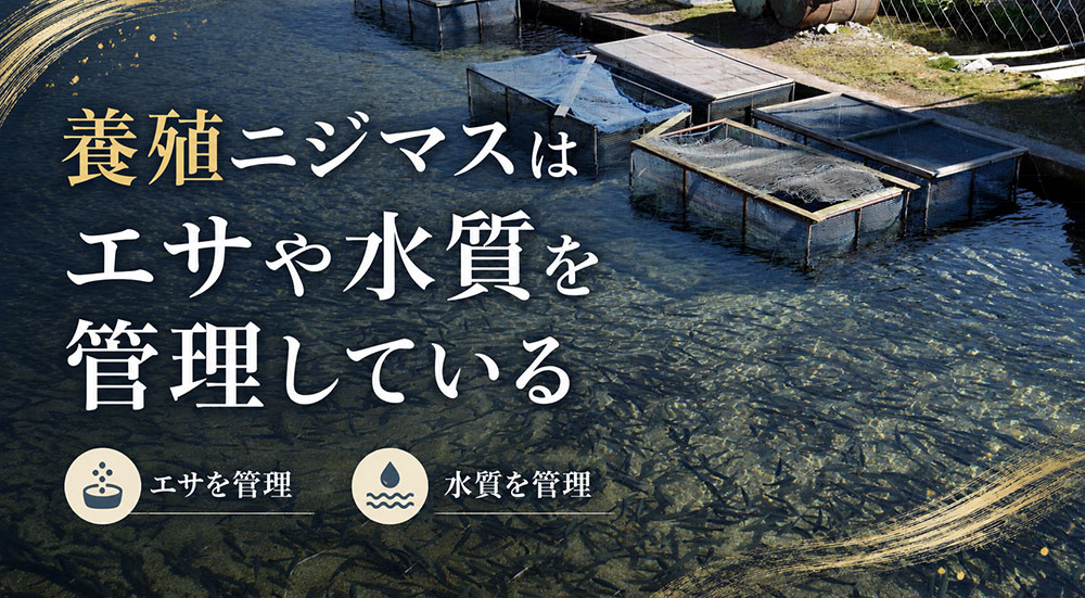 養殖ニジマスはエサや水質を管理されている