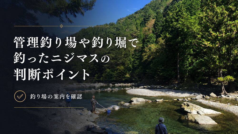管理釣り場（釣り堀）で釣ったニジマスの判断ポイント