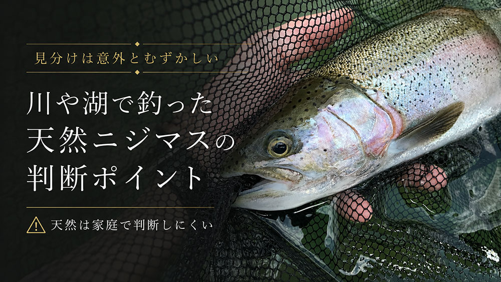 川や湖で釣った天然ニジマスの判断ポイント