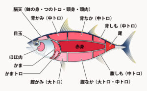 マグロの種類を徹底解説!味や特徴の違いをわかりやすく紹介|食ノート