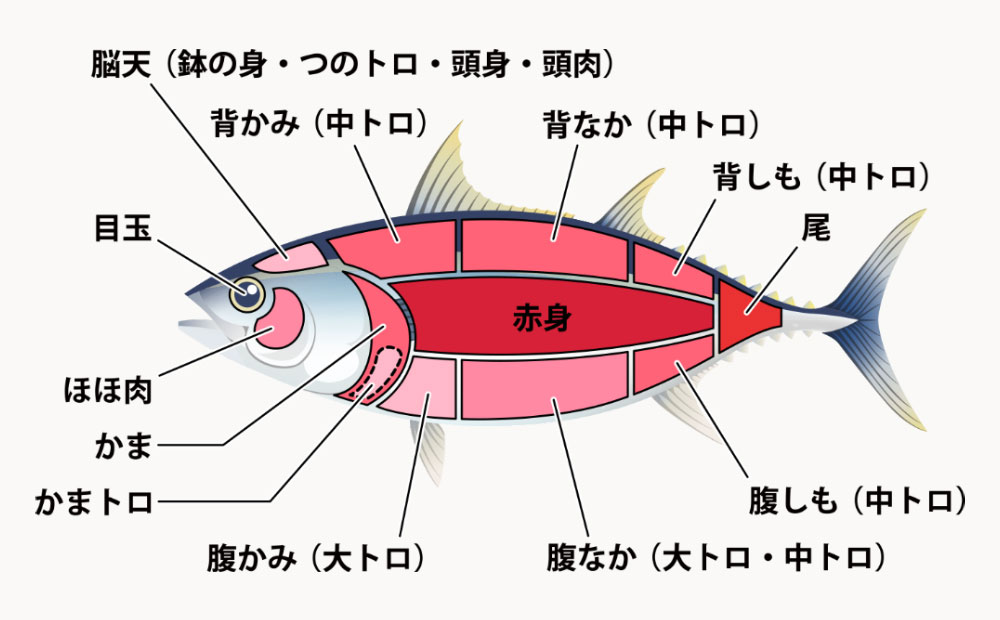 マグロの部位