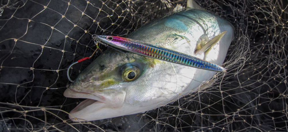 釣りにおけるヒラマサとブリの違い