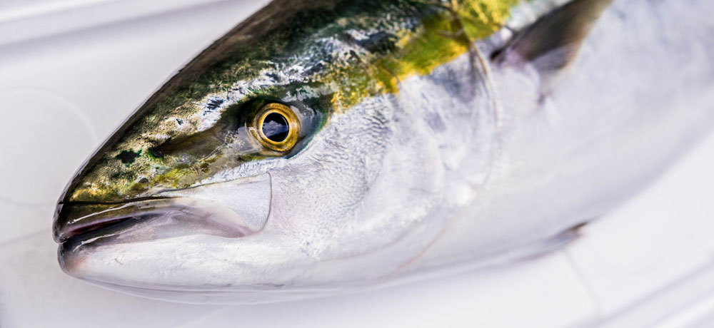 ブリを安全に食べるためのアニサキス対策