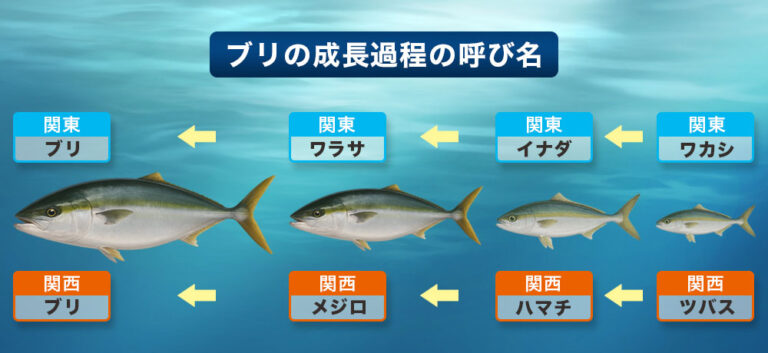 ハマチとブリの違いを簡単解説!回転寿司でも迷わなくなる意外な真実|食ノート
