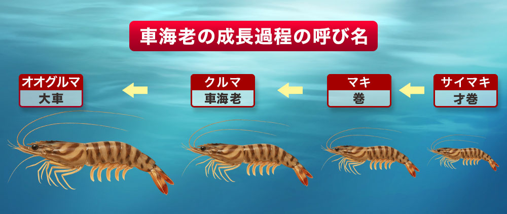 車海老（クルマエビ）は成長に伴い名前が変わる「出世エビ」