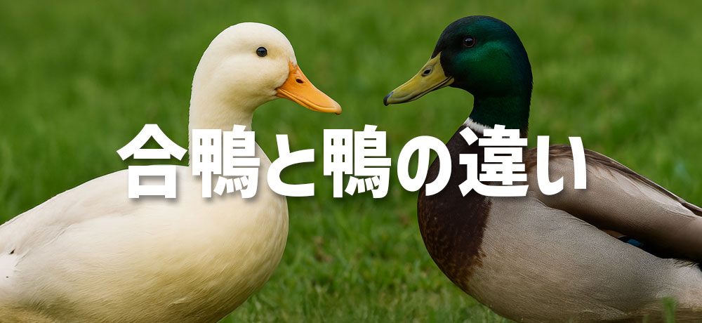 合鴨と鴨の違いとは?違いをわかりやすく解説