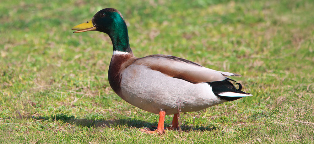 鴨ってどんな鳥?