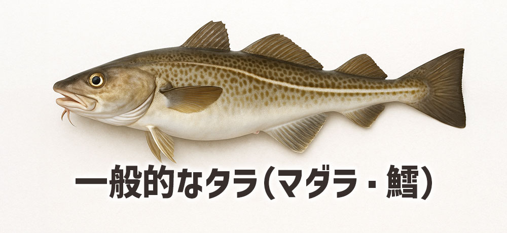 「タラ(鱈)」の「コ」ではない