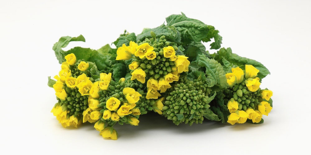 つぼみが開いた状態は食べられる?