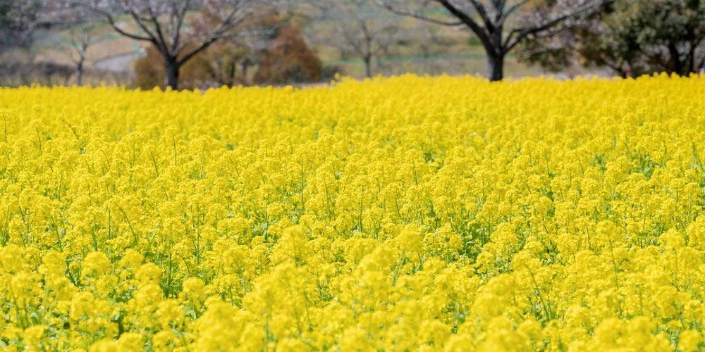 菜の花畑が見頃になる時期