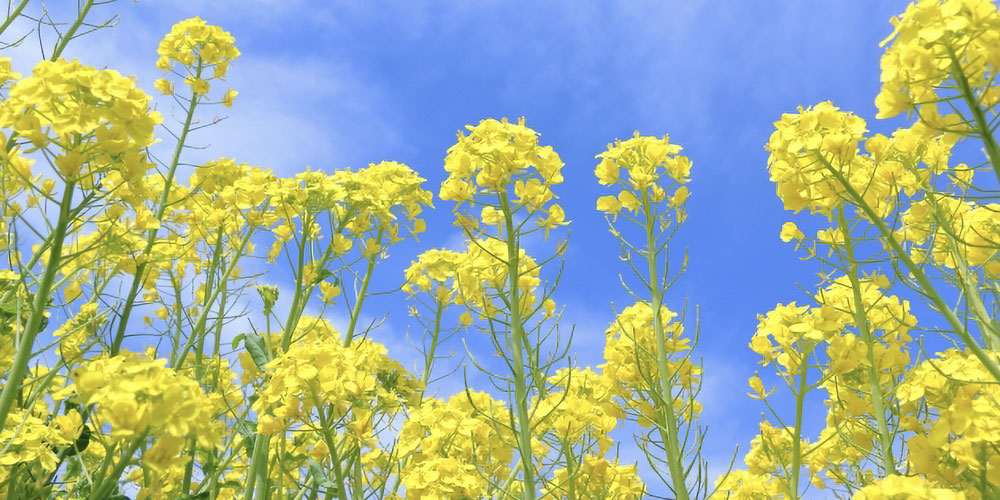 茎の太さ・葉の形・色の違い