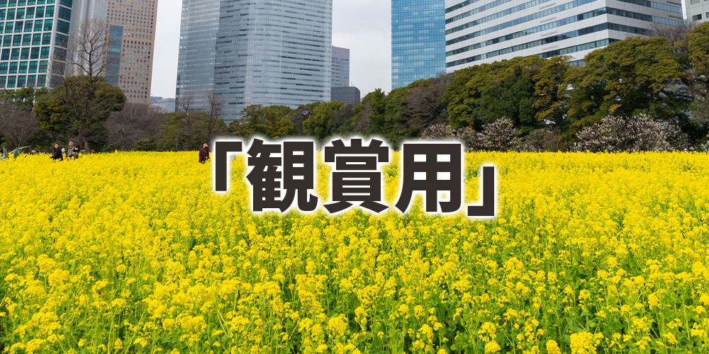 菜の花畑や道端に咲く菜の花は「観賞用」