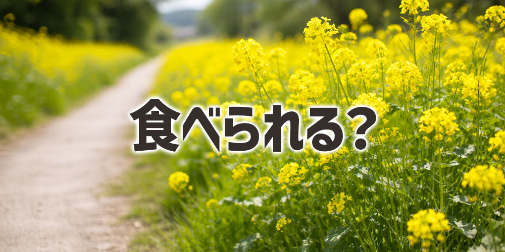 菜の花畑や土手や道端に咲く菜の花は食べられる?